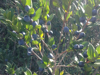 Kiti Prieskoniai ir malūnėliai Sardinijos jūros druskos dribsniai FIOR DI SALE su mirta, 100 g